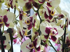 orchidsNL (36)